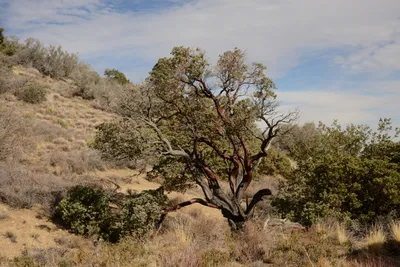 DSC_6241 (Large).JPG